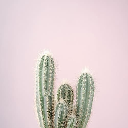 Micranthocereus Estevesii Cactus Art Print