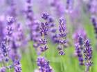 Lavender Art Print