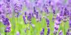 Lavender field Art Print