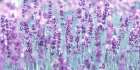 Lavender Art Print