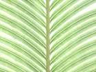 Palm leaf close-up Art Print
