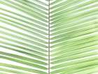 Palm leaf close-up Art Print