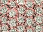 Succulents plant, full frame Art Print