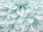 Dahlia close-up Art Print