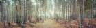 Pathway through forest Art Print