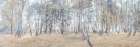 Forest with tall trees and foliage Art Print