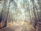 Pathway through forest Art Print