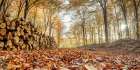 Stack of tree logs in autumn forest Art Print