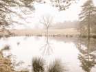 Misty trees around a lake Art Print