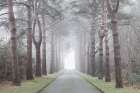 Road through mystic forest Art Print