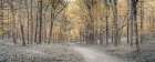 Golden forest path Art Print