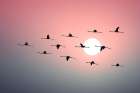 Flamingo Sunset Art Print