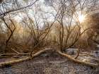 Wet Woodland with sun shining through trees Art Print