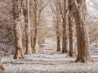 Pathway through trees in forest Art Print