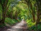 Road through dense forest Art Print