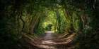 Road through dense forest Art Print
