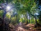 Road through dense forest Art Print