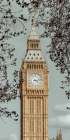 Big ben seen through tree branches Art Print