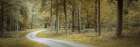 Road through dense forest Art Print