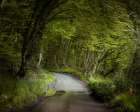 Road through dense forest Art Print