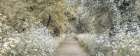 Woodland spring path Art Print