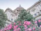 St Pauls cathedral with flower plant Art Print