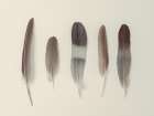 Five Muted Feathers Aligned in Serene Elegance Art Print
