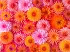 Full frame of Dahlia Flowers Art Print