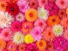 Mixed Flowers Arranged Flat Art Print