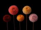 Five Dahlias on black background Art Print