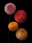 Four Dahlias on black background Art Print