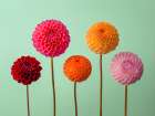 Five Dahlias on Green background Art Print