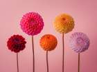Five Dahlias on pink background Art Print