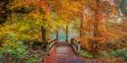 Wooden bridge in autumn forest Art Print