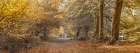 Pathway through Autumn forest Art Print