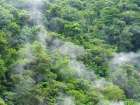 Smog in evergreen forest, St Lucia Art Print