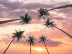 Palm trees against sky Art Print