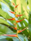 Lobster Claw Plant Art Print
