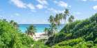 Palm trees on beach in Barbados Art Print