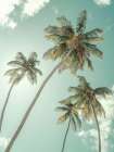 Palm trees against blue sky Art Print