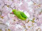 Parrot sitting on blossom tree Art Print