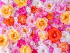 Full frame of variety of garden roses, flower background Art Print