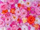 Full frame of variety of garden roses, flower background Art Print
