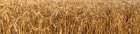 Wheat Field panorama Art Print