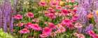 Coneflowers in garden Art Print