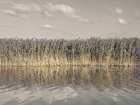 Tall reeds lining the banks of a calm canal Art Print