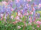 Meadow Flowers Art Print