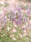 Meadow Flowers Art Print
