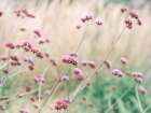 Meadow Flowers Art Print
