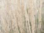 Ornamental Grass Art Print